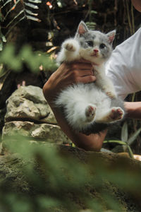 High angle view of kitten on hand