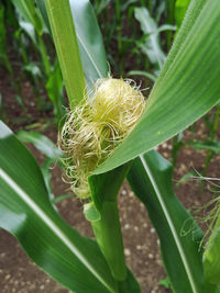 Close-up of green plant on field