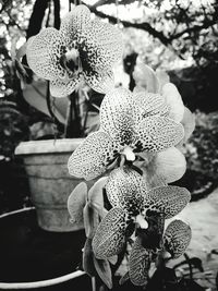 Close-up of flowers