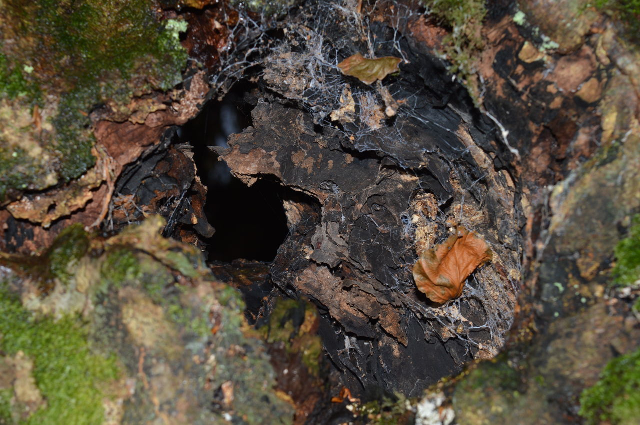 HIGH ANGLE VIEW OF MUSHROOMS