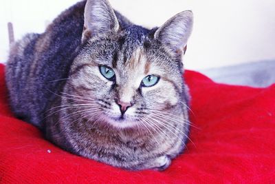 Close-up portrait of cat lying on bed