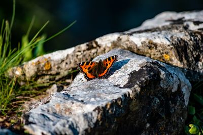 Close-up of butterfly on rock