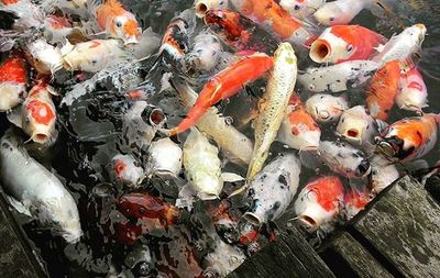 Fish for sale at market stall