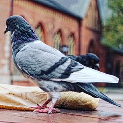 Close-up of pigeon perching on wood