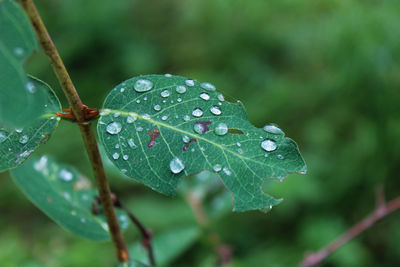 Close-up of water drops on leaf