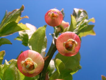 Close-up of red flowers