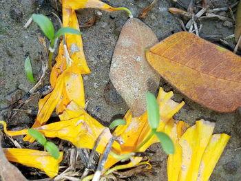 High angle view of yellow maple leaf on street