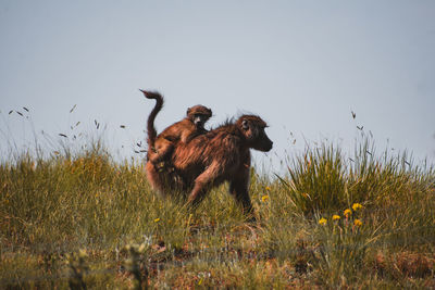 Monkeys on field against clear sky