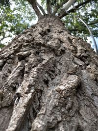 Low angle view of dead tree