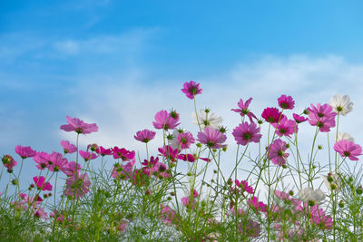 Cosmos flower with sky background