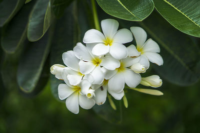 Close-up of white flowering plant