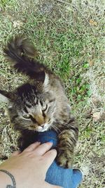 High angle view of hand holding kitten