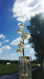 Close-up of plant against sky