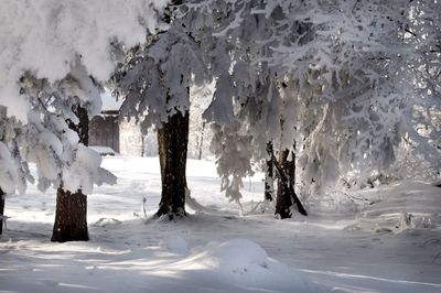 Snow covered land and trees