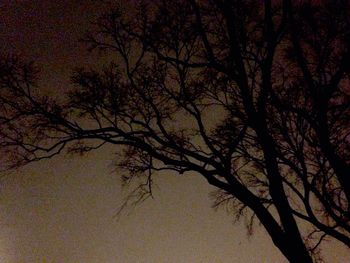 Low angle view of bare trees against sky