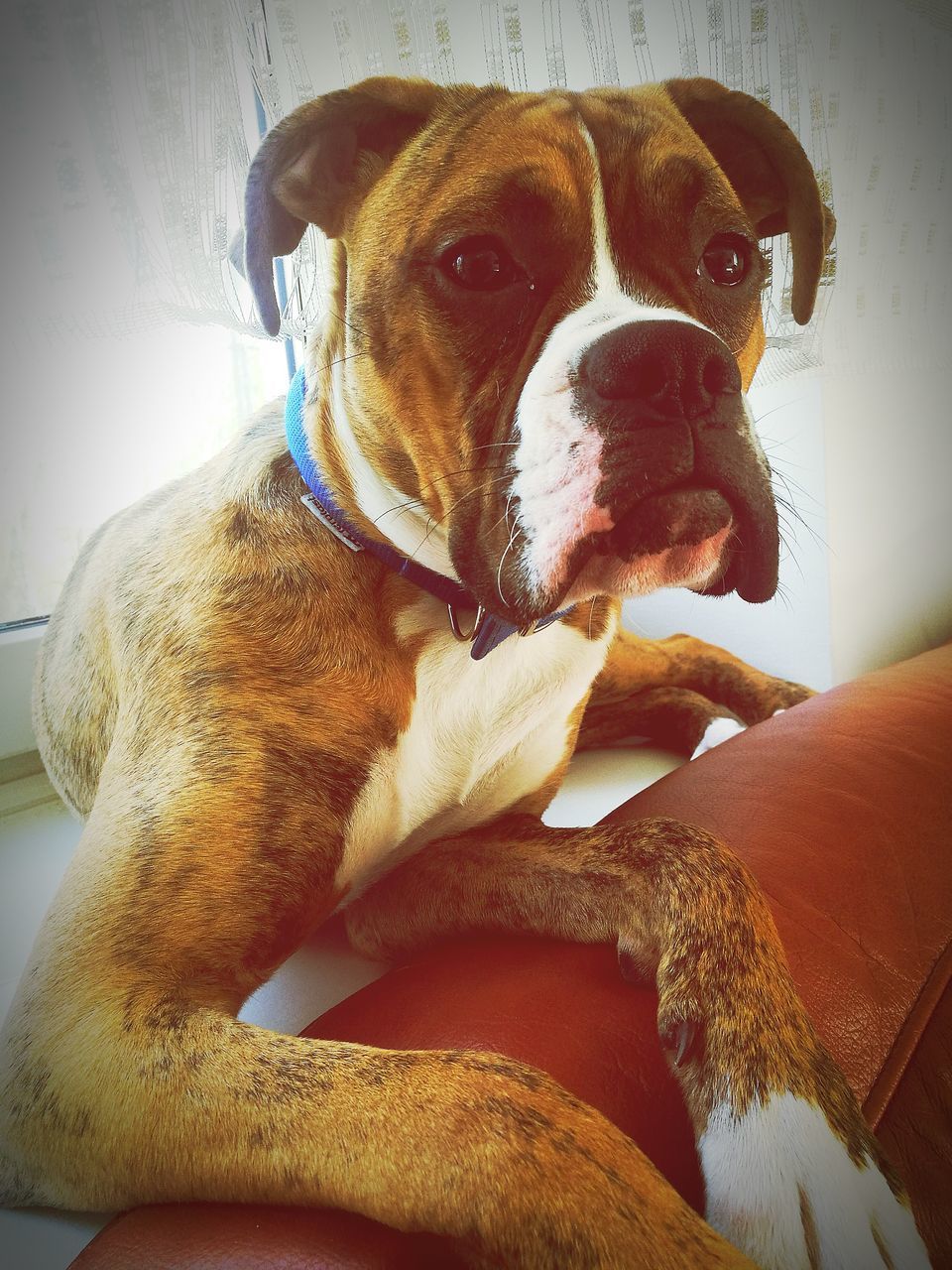 CLOSE-UP PORTRAIT OF DOG SITTING ON SOFA AT HOME