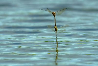 Close-up of insect on a lake