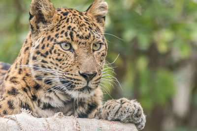 Close-up of a tiger looking away