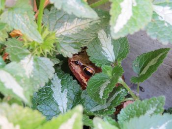 High angle view of insect on leaf