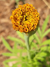 Close-up of yellow flower blooming outdoors