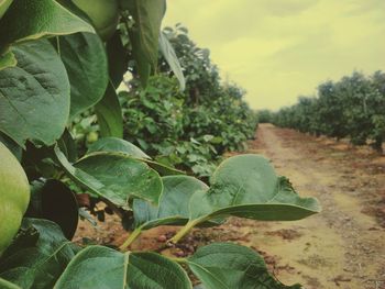 Plants growing on tree