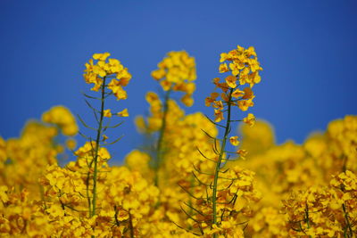 Close-up of yellow flowering plants on field against clear blue sky