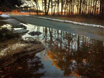 Reflection of trees in water