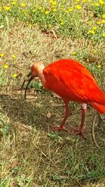 Trees on grassy field