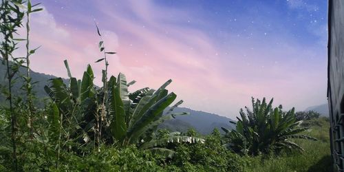 Plants and trees against sky