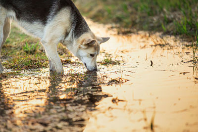 View of dog drinking water from land