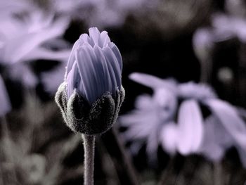 Close-up of flowering plant in park