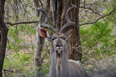 Deer in a forest