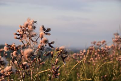 Close-up of flowering plants on field against sky