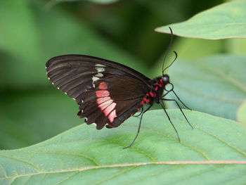 Close-up of butterfly perching on leaf