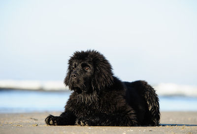 Newfoundland dog relaxing at beach