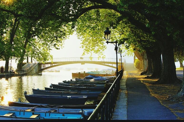 tree, water, the way forward, built structure, street light, railing, palm tree, sunlight, clear sky, incidental people, architecture, nature, diminishing perspective, tranquility, reflection, park - man made space, shadow, outdoors, in a row, footpath