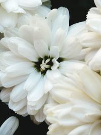 Close-up of white flowers