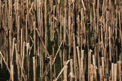 Full frame shot of bamboo plants in forest