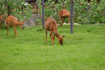 Deer on grassy field