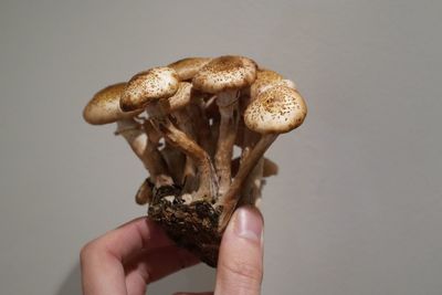 Close-up of hand holding ice cream against gray background