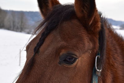 Close-up of horse against sky