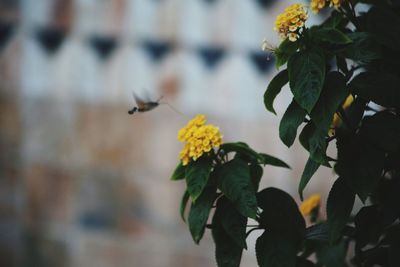 Close-up of insect pollinating on flower