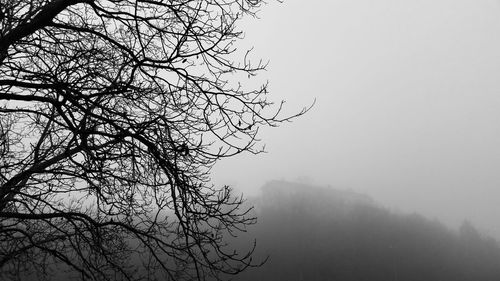 Bare trees in foggy weather