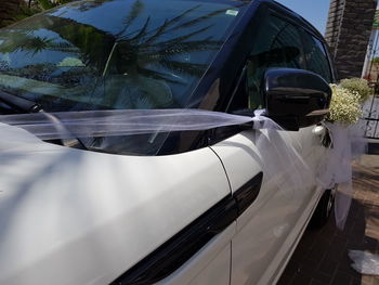 Close-up of car on tree