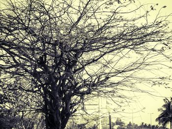 Low angle view of bare tree against sky