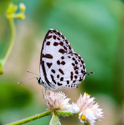 Close-up of butterfly pollinating on flower