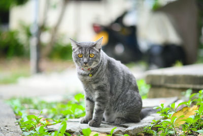 Portrait of a cat