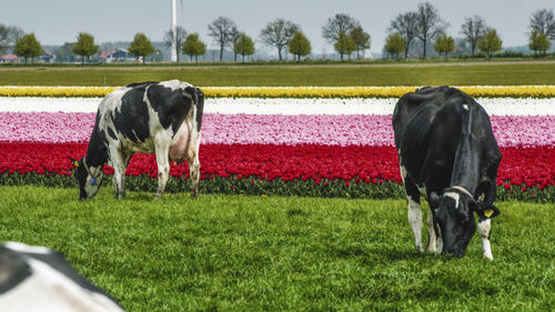 Horse grazing on field