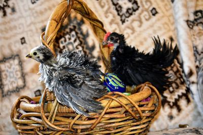 Close-up of birds in basket