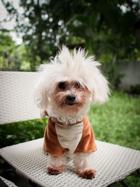 Portrait of dog sitting outdoors